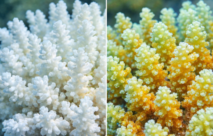Bleached vs. vibrant healthy coral