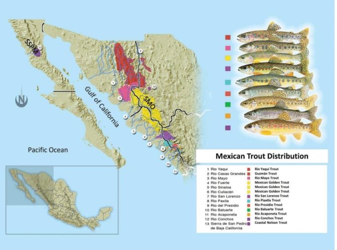 Native Trout South of the Border? by Due West Anglers Medium