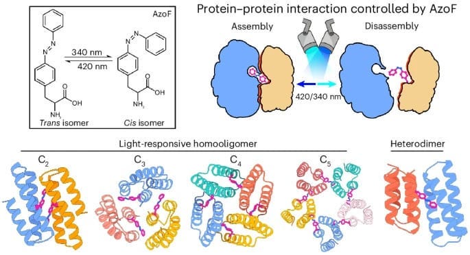 Computer-Designed Light-Switch Proteins: Controlling Biology with Photons!