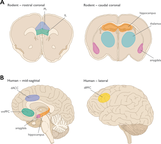 In part A you can see the rodent’s brain, the part shaded with pink shows the amygdala. In part B you can see a human brain, the amygdala is again shaded in pink.