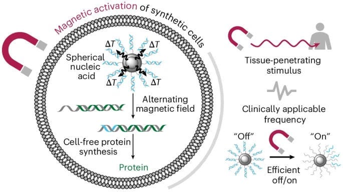 Synthetic Cells: Magnetic On-Off Control Breakthrough!