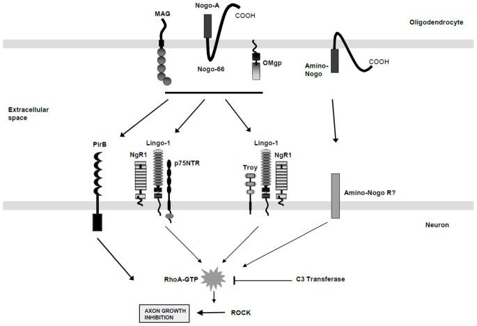 (Data source: McKerracher L, et al. Front Mol Neurosci. 2015)