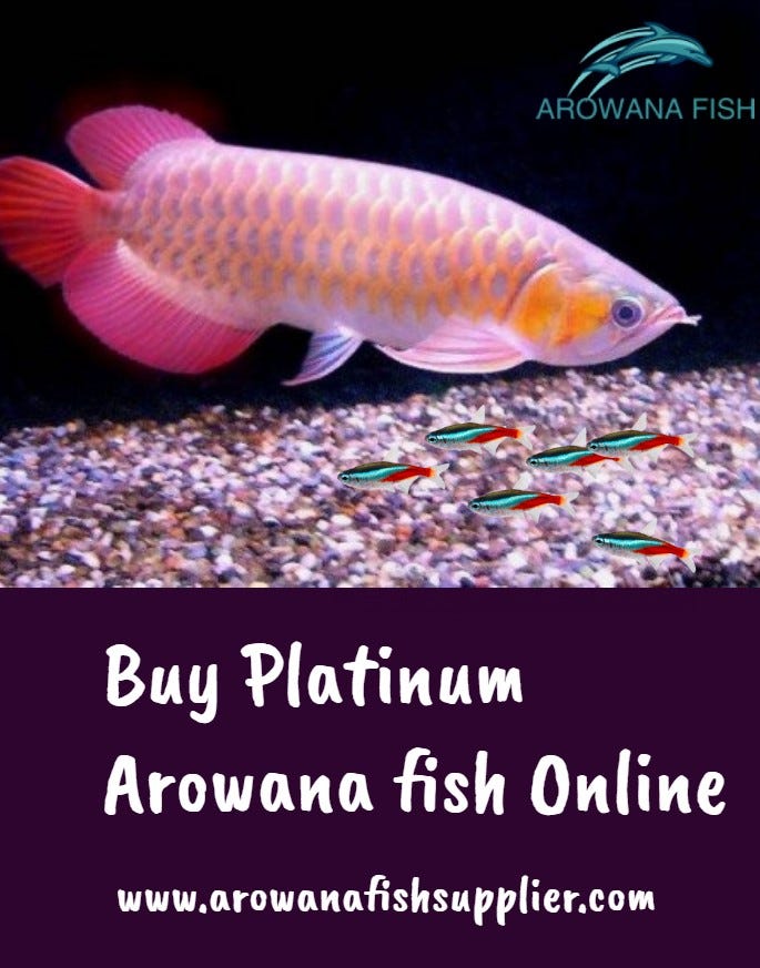 research help platinum fish capture