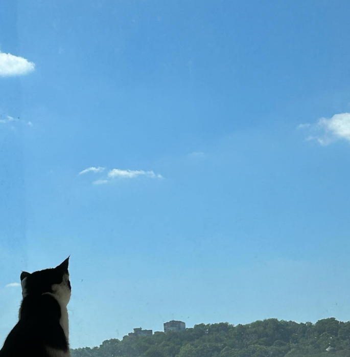 5 interesting facts about cats. Nocturnal Hunters Cats are active