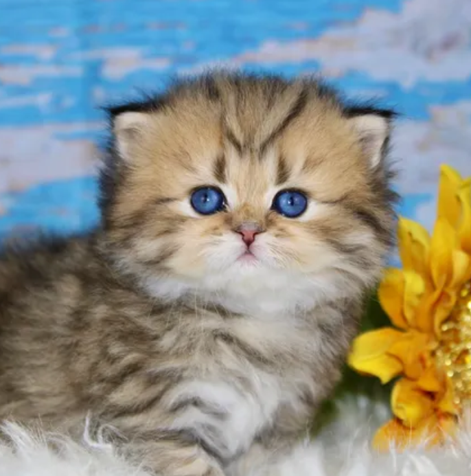 Find the Best San Diego Kitten Breeder Bring Home a Loving Companion