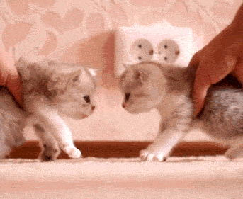 The Purr-fect Cat GIF For Every Situation
