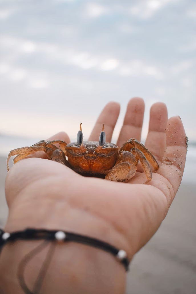 Rust over Python. The Case for Rust in AGI | by Alf Fenton | Medium