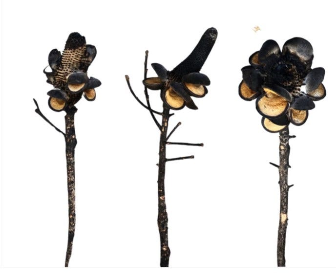 Dried Flower Arrangements —