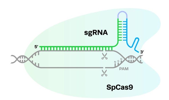Agilent v. Synthego: CAFC Reinforces Written Description and Motivation to Combine Standards