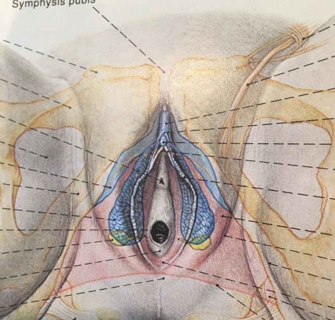 clitorisclitoris The Internal Clitoris Was Not “Discovered” In 1998. | by Jessica Pin |  Medium