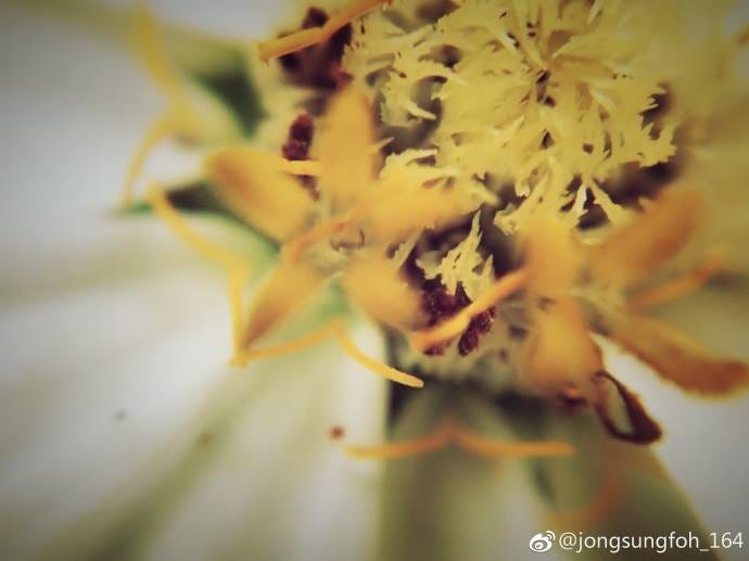 圖片來源:微博主jongsungfoh_164使用手機搭配L6微距鏡拍攝