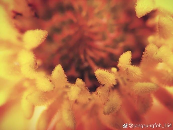 圖片來源:微博主jongsungfoh_164使用手機搭配L6微距鏡拍攝