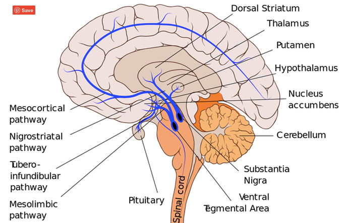 Acetylcholine and Dopamine: neurotransmitters involved in dreaming | by ...