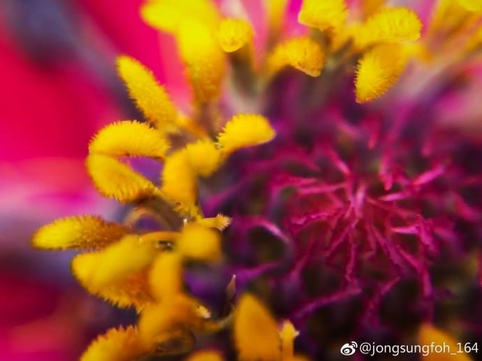 圖片來源:微博主jongsungfoh_164使用手機搭配L6微距鏡拍攝