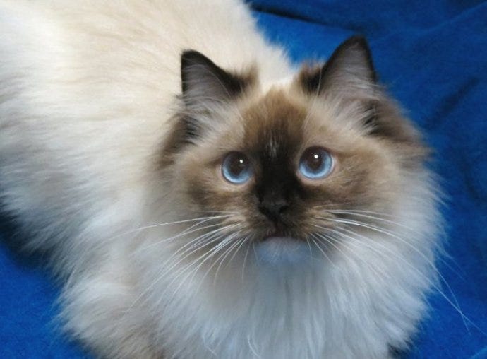 Nashville Ragdoll Breeders: A Growing Hub for Cat Lovers | by ...