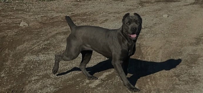 Cane Corso Italiano: Ultimate Guide to the Majestic Mastiff