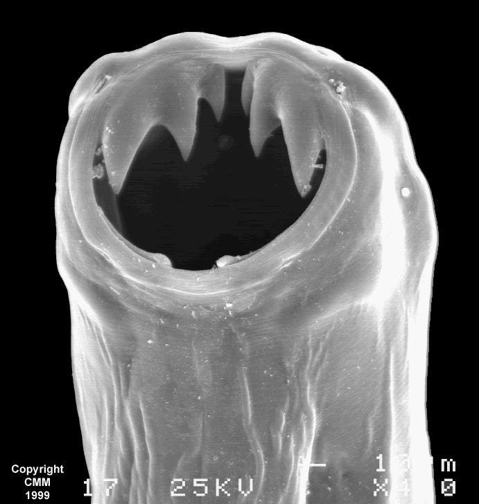 Hookworms: Tiny Teeth for Futuristic Drug Delivery, by Kathryn Hamilton, Bioeconomy.XYZ