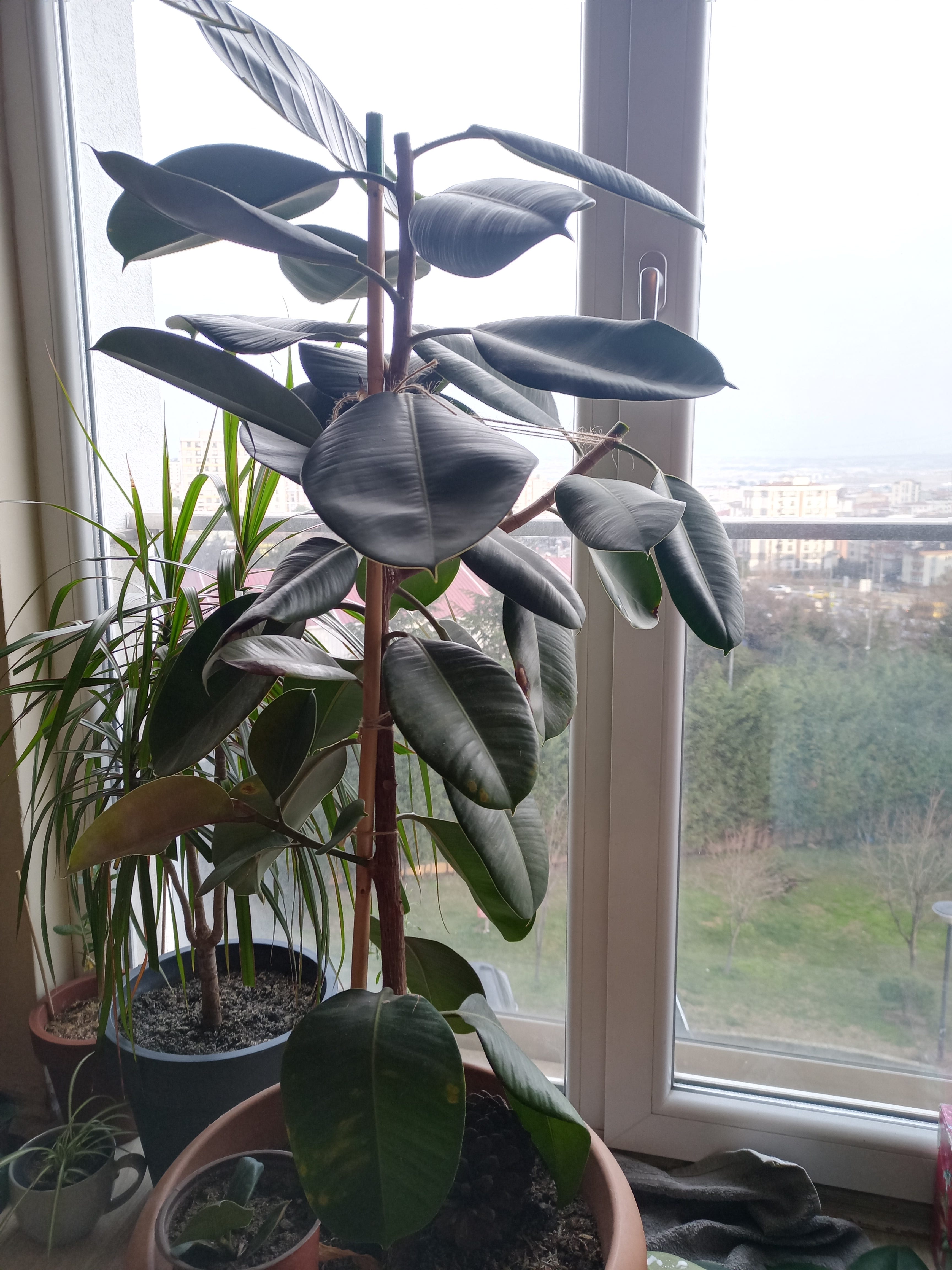 olivenbaum haltung Mini Olivenbaum 