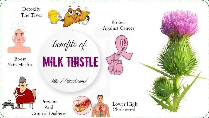 HEALTH BENEFITS OF MILK THISTLE:. Milk thistle is an older herbal remedy… |  by PharmahubNG. | Medium