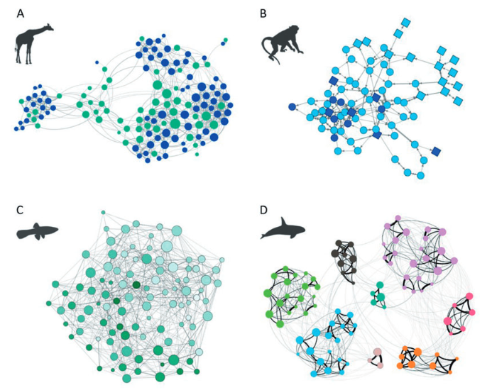 A: Kirahvit, B: Reesusmakakit, C: Miljoonakalat, D: Miekkavalaat (Brask, J. B., Ellis, S., & Croft, D. P. (2021). Animal social networks: an introduction for complex systems scientists. Journal of Complex Networks, 9(2))