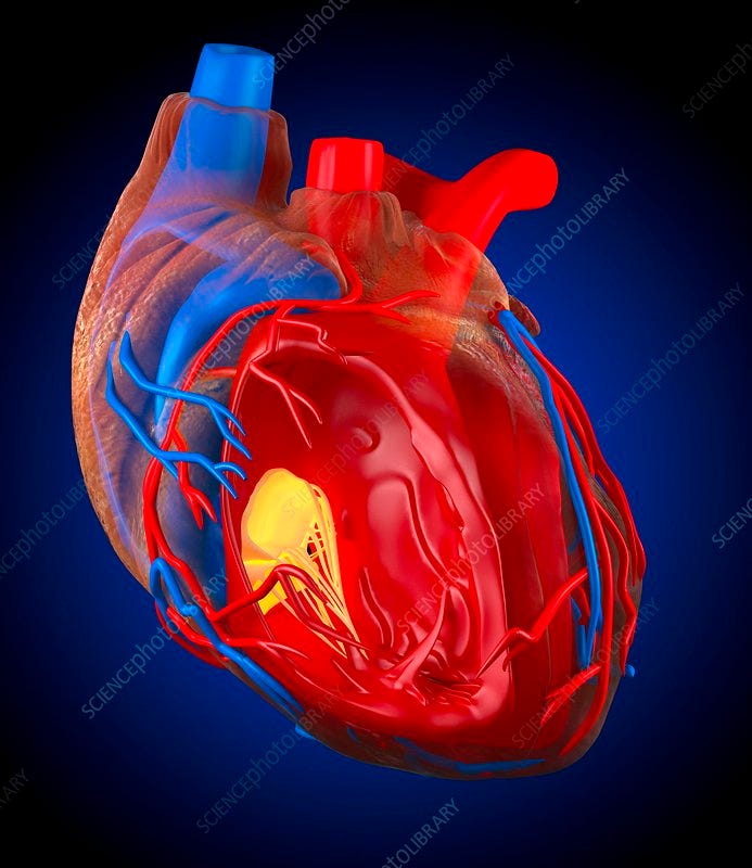 How To Repair a Damaged Heart Key Mechanism Behind Heart Regeneration