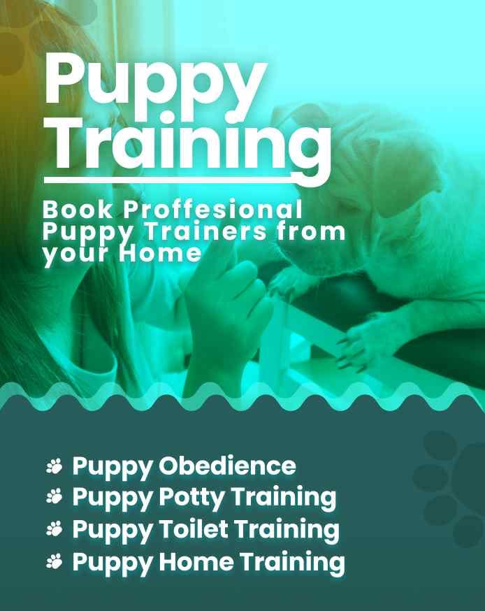 Top Dog Training School in Surat Mrn Mrs Pet Medium