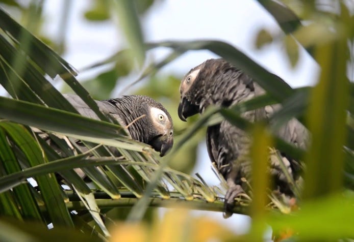 African Grey Parrots Flying Free in the Congo - Medium