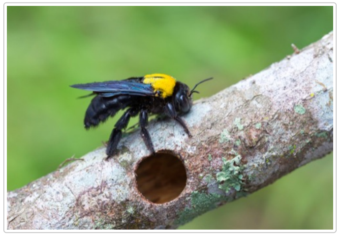 Removing Carpenter Bees from a Wooden Gazebo: A Practical Guide