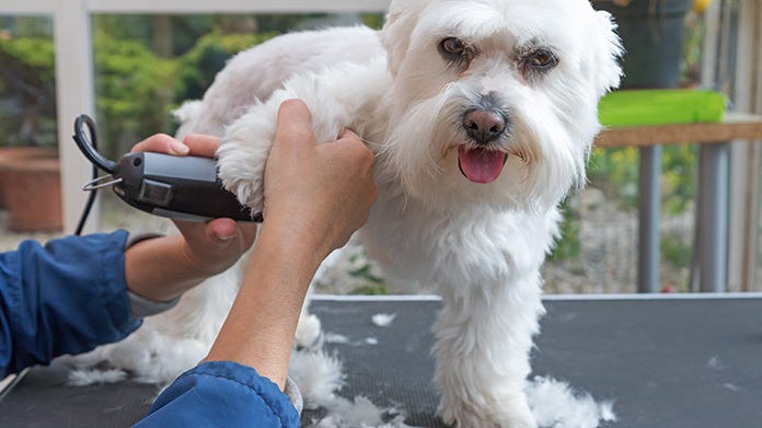 How To Start a Mobile Pet Grooming Business? - Petlinx