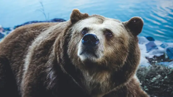 Leib-Olmai: The Elusive Bear God