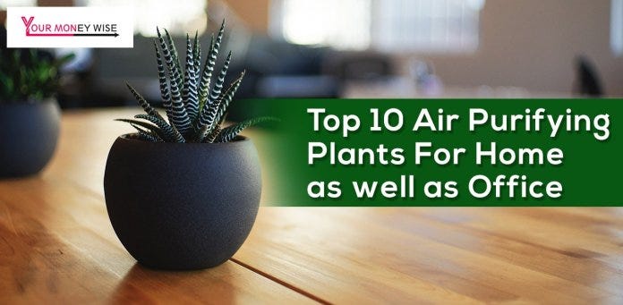 Stunning Air Purifying Plants For Medium Spaces image