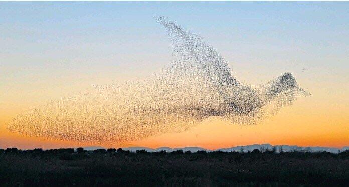Why Do Bird Flocks Move in Unison?