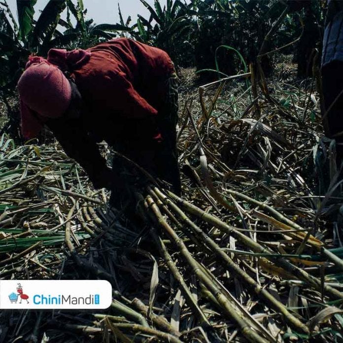 Maharashtra: Workers start ‘stop sugarcane cutting’ protest