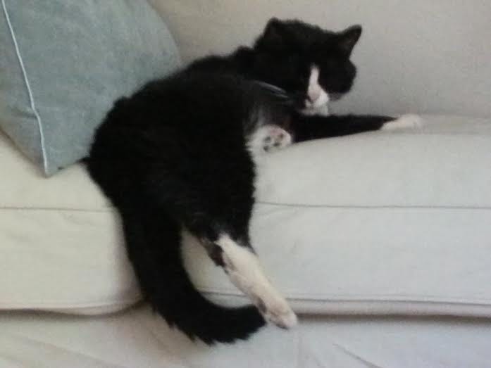 Lucky here — that’s the good looking tuxedo cat here in the picture