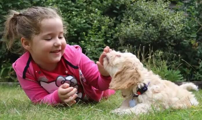 Cockapoo Puppies: Comprehensive Guide For Pet Owners In 2024 ...