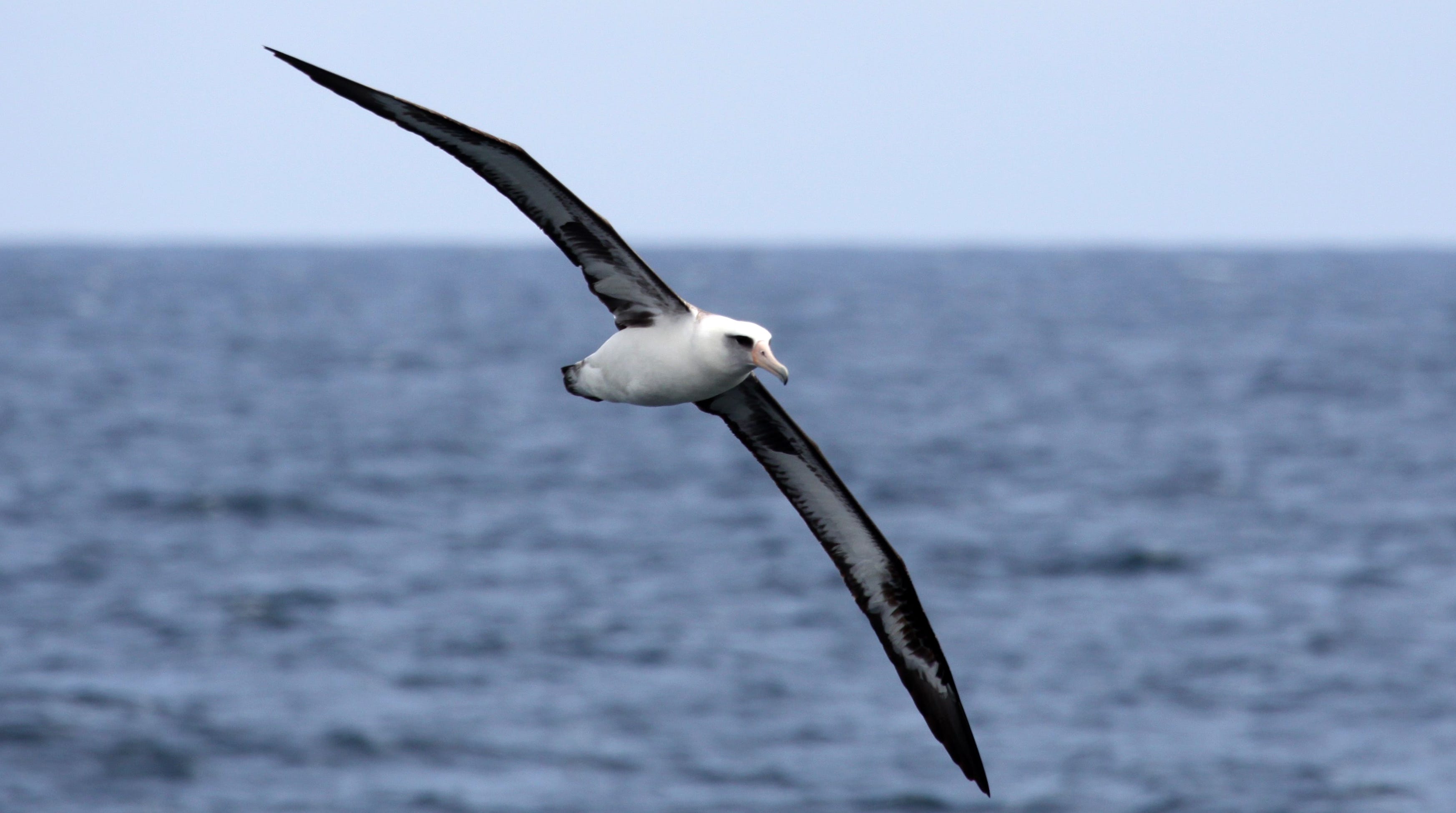 Albatross. Lifetime at Sea, by U.S.Fish&Wildlife Alaska