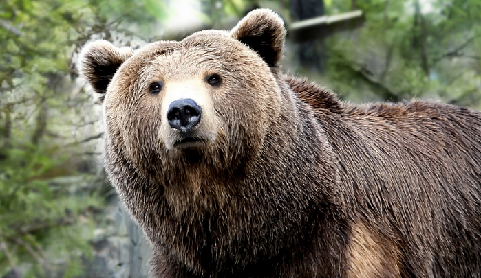 Thumbnail of E-Commerce is a Bear