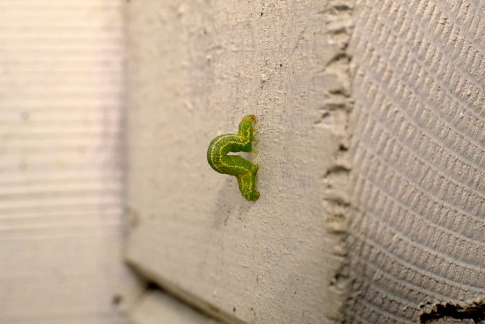 The Exhausted Pigeon and Dead Caterpillar: Motherhood, Work, and the Fight for Balance