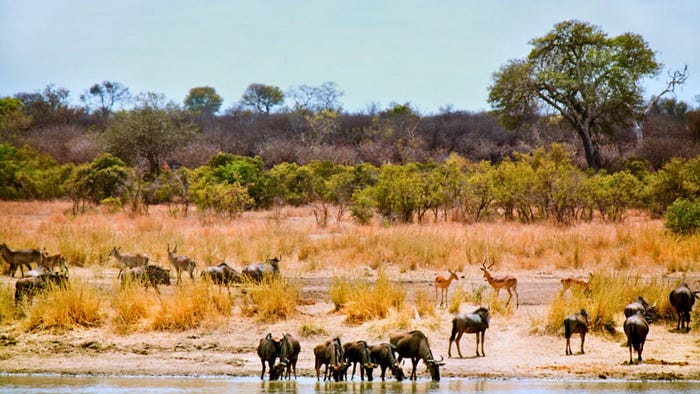 Various animals grazing and drinking as seen during a safari experience in Africa.