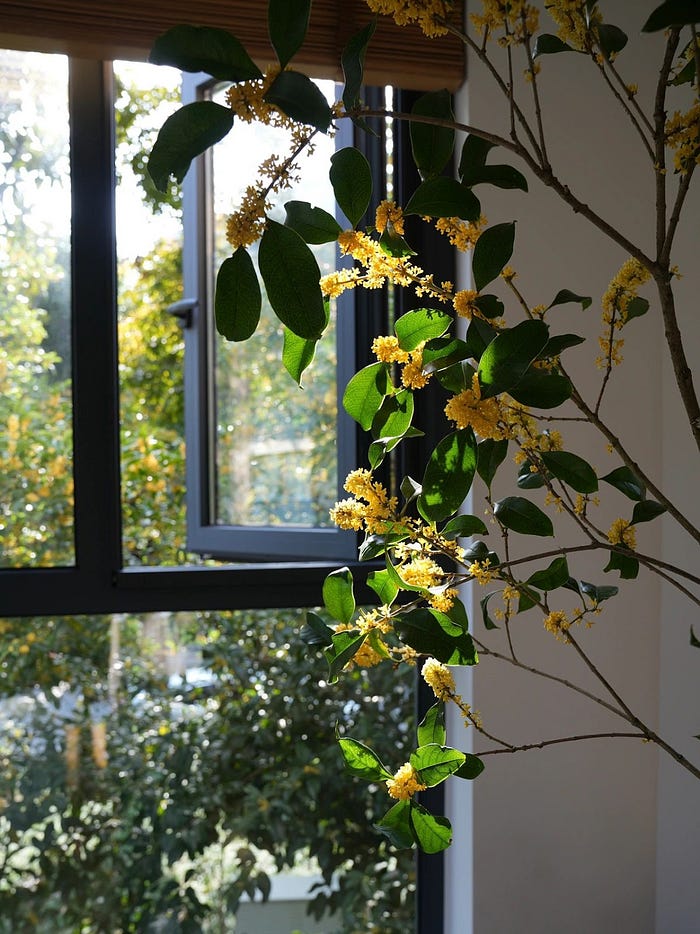 Incenzo's Osmanthus Incense for Energy