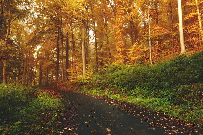 Nature Therapy. Amizur Nachshoni