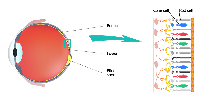 Célula fotorreceptora