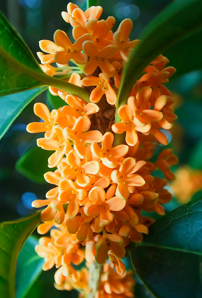 Incenzo's Osmanthus Incense Natural Ingredients