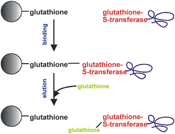 Featured PurKine™ GST-Tag Protein Purification Kit (Glutathione) Released!  | by Abbkine Scientific | Medium