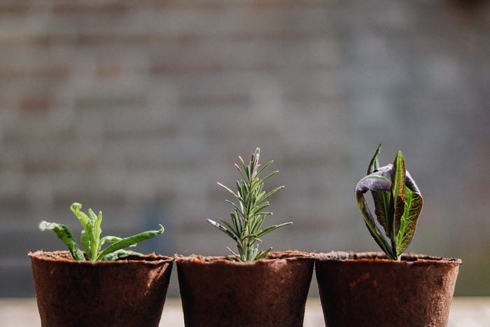 plants growing relates to growth feedback