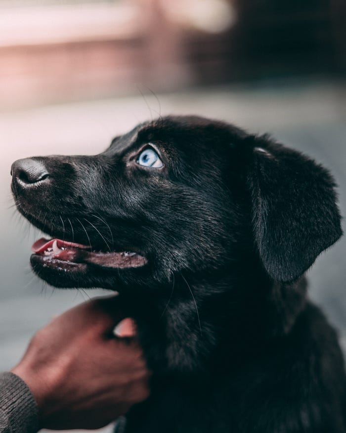 Photo by Jakob Kac on Unsplash