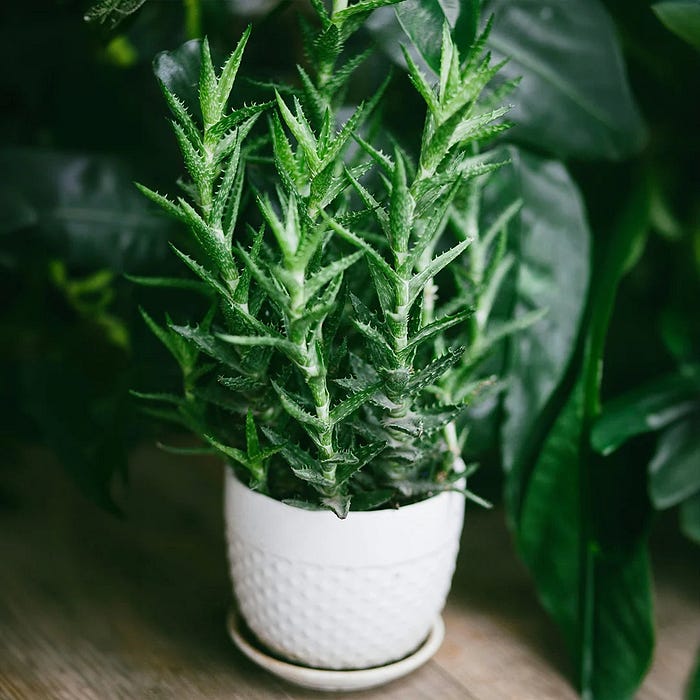 Best Artificial Plants for Your Home