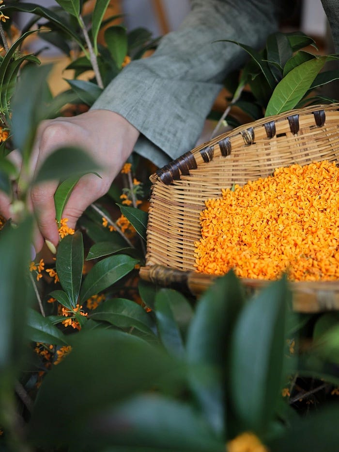 Handpicking Incenzo's Osmanthus Incense Natural Ingredients