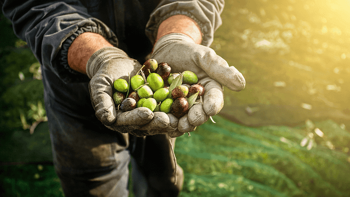 how_olive_oil_is_made_img