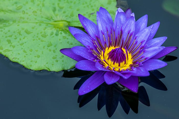 Blue Lotus Flower